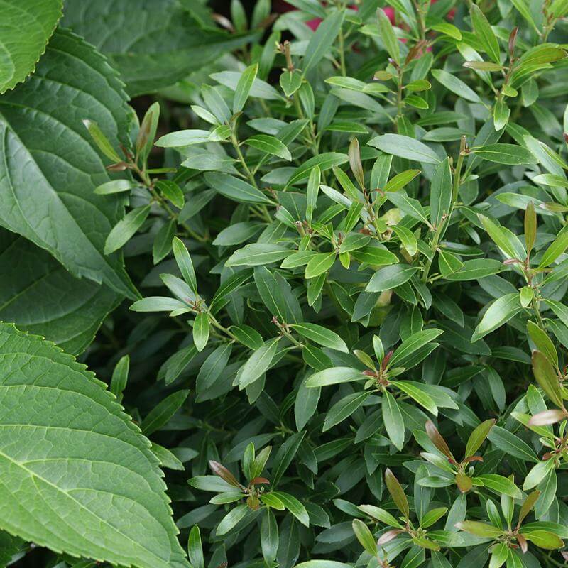 Gem Box® Inkberry Holly (Ilex) - Image 2