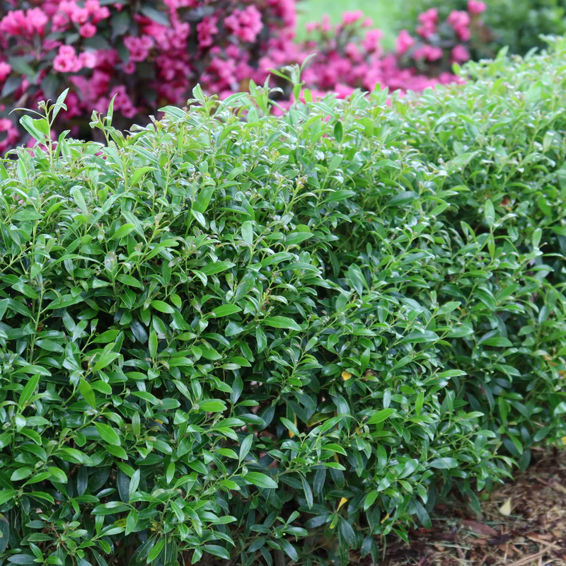 Gem Box® Inkberry Holly (Ilex) - Image 3