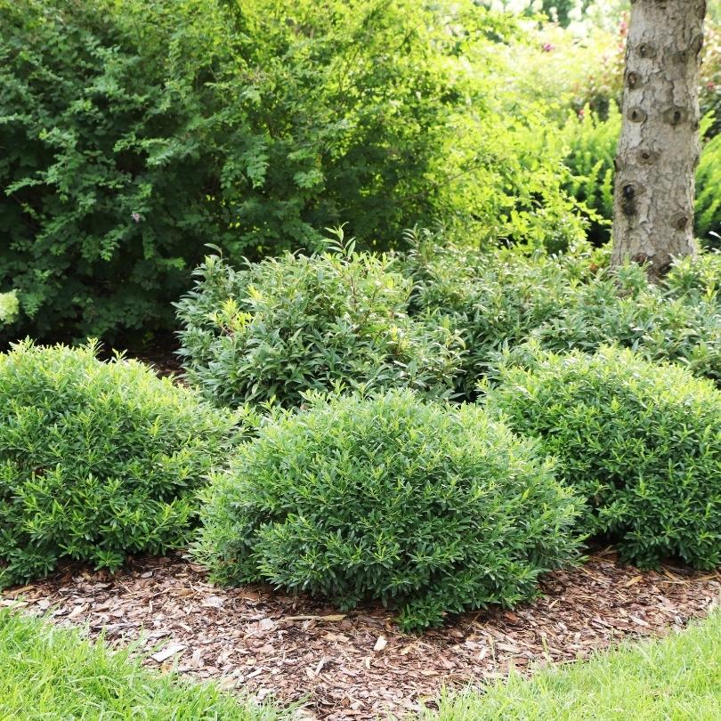 Gem Box Prime™ Dwarf Inkberry Holly (Ilex) - Image 3