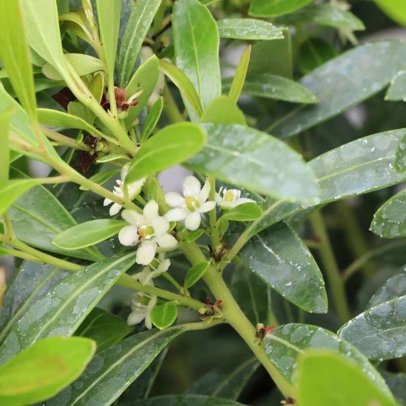Gem Box Prime™ Dwarf Inkberry Holly (Ilex) - Image 4