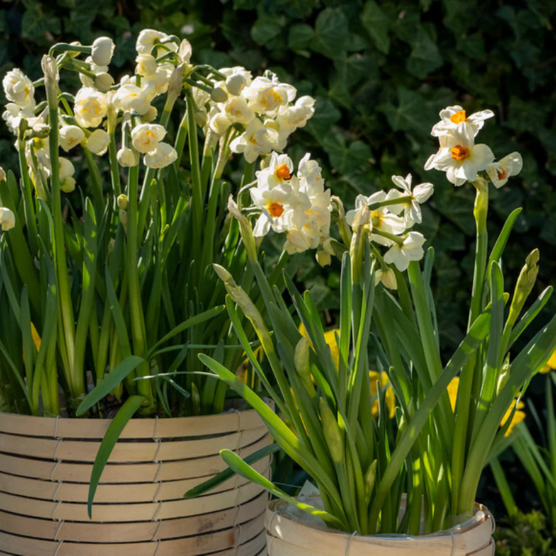'Geranium' Tazetta Daffodil (Narcissus) - Image 3