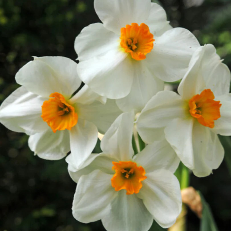 'Geranium' Tazetta Daffodil (Narcissus) - Image 4