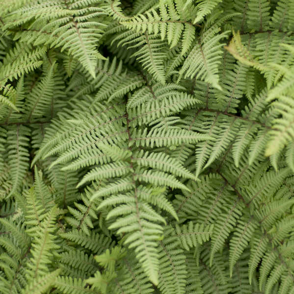 'Ghost' Fern (Athyrium) - Image 2
