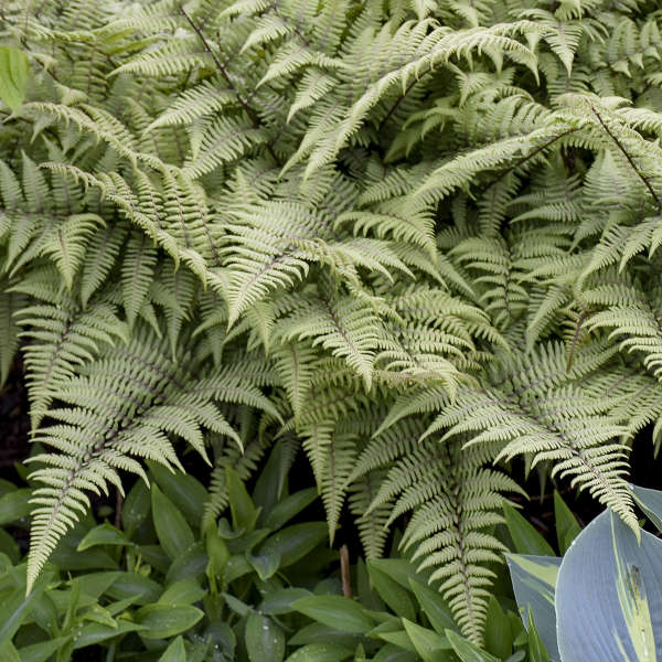 'Ghost' Fern (Athyrium) - Image 3