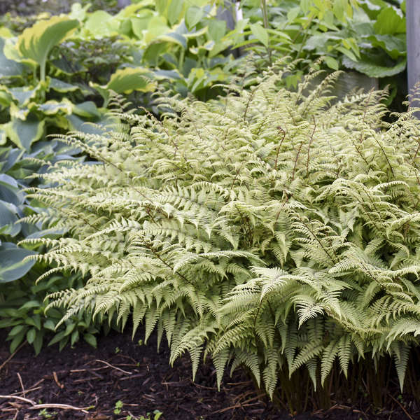 'Ghost' Fern (Athyrium) - Image 4