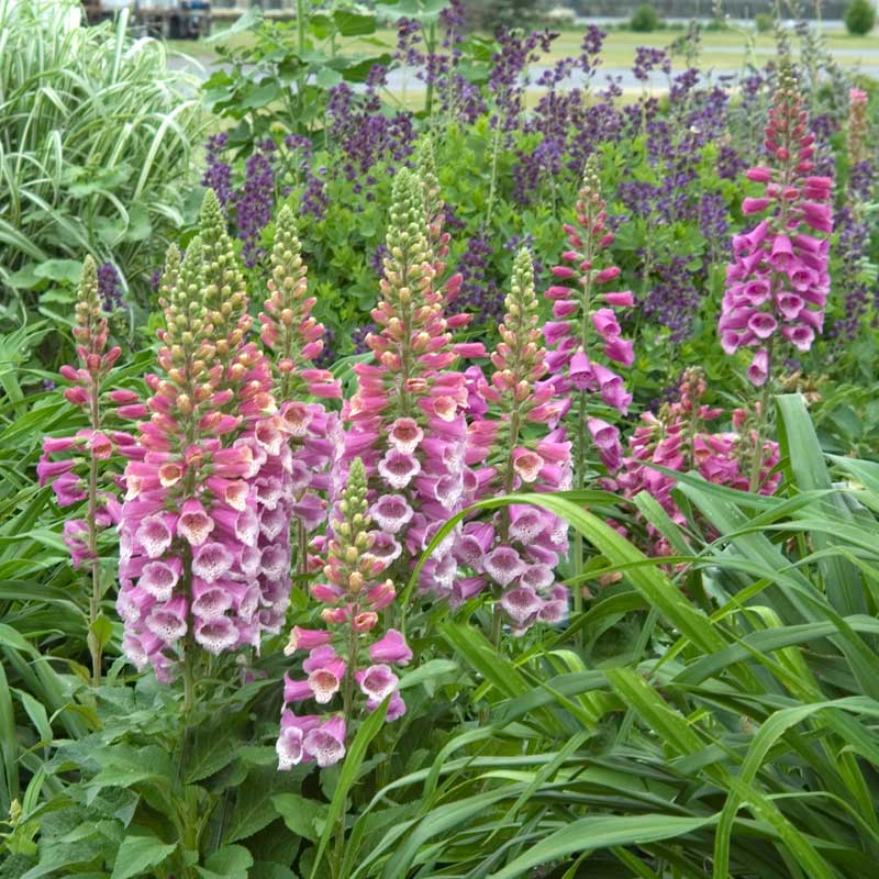 'Giant Shirley' Foxglove (Digitalis)