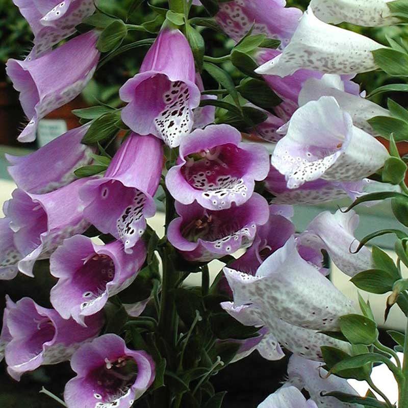 'Giant Shirley' Foxglove (Digitalis) - Image 2