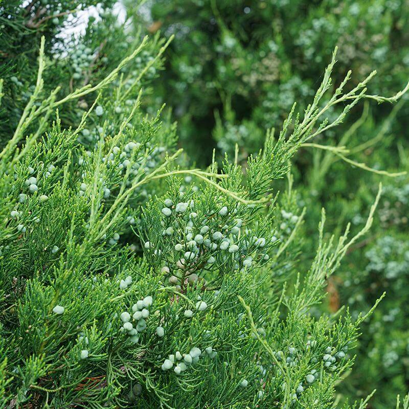 Gin Fizz® Juniper - Image 3