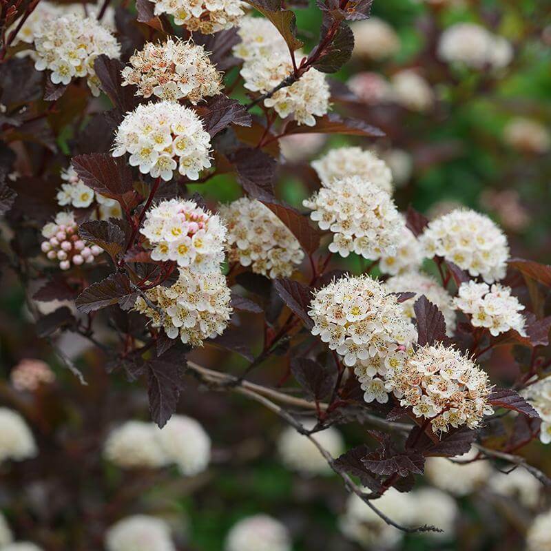 Ginger Wine® Ninebark (Physocarpus) - Image 2