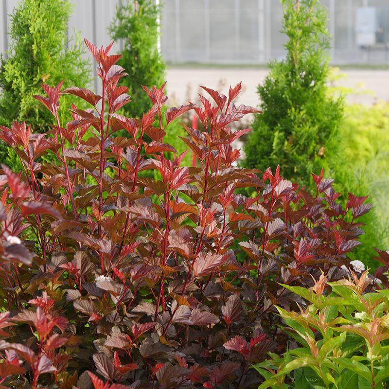 Ginger Wine® Ninebark (Physocarpus) - Image 3