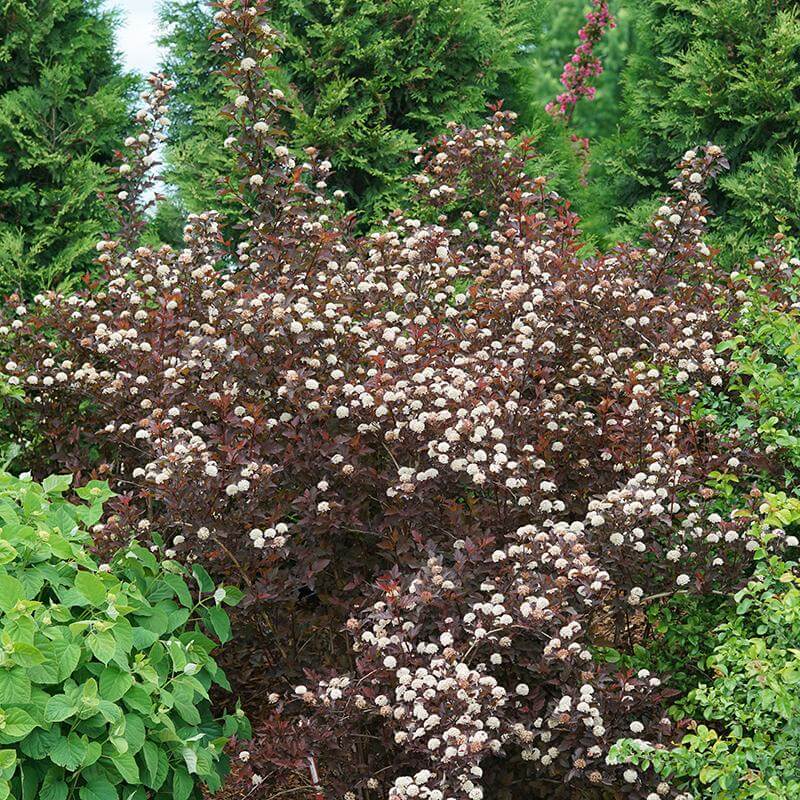 Ginger Wine® Ninebark (Physocarpus) - Image 4