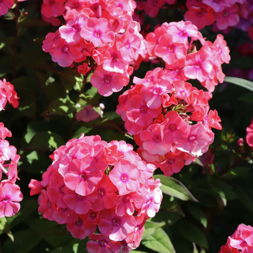 'Glamour Girl' Phlox - Image 2