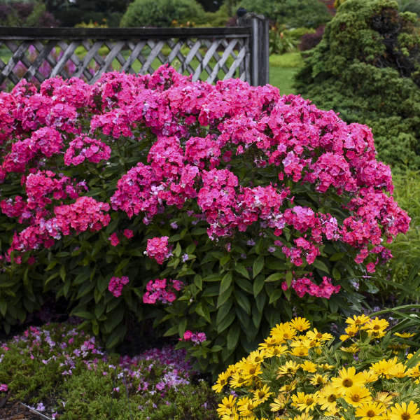 'Glamour Girl' Phlox - Image 4