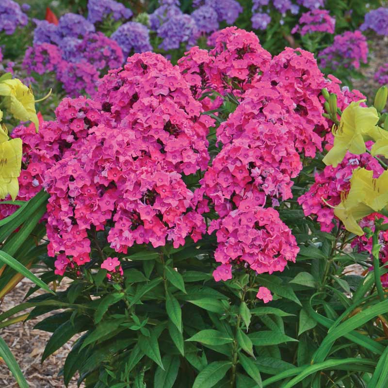 'Glamour Girl' Phlox - Image 5