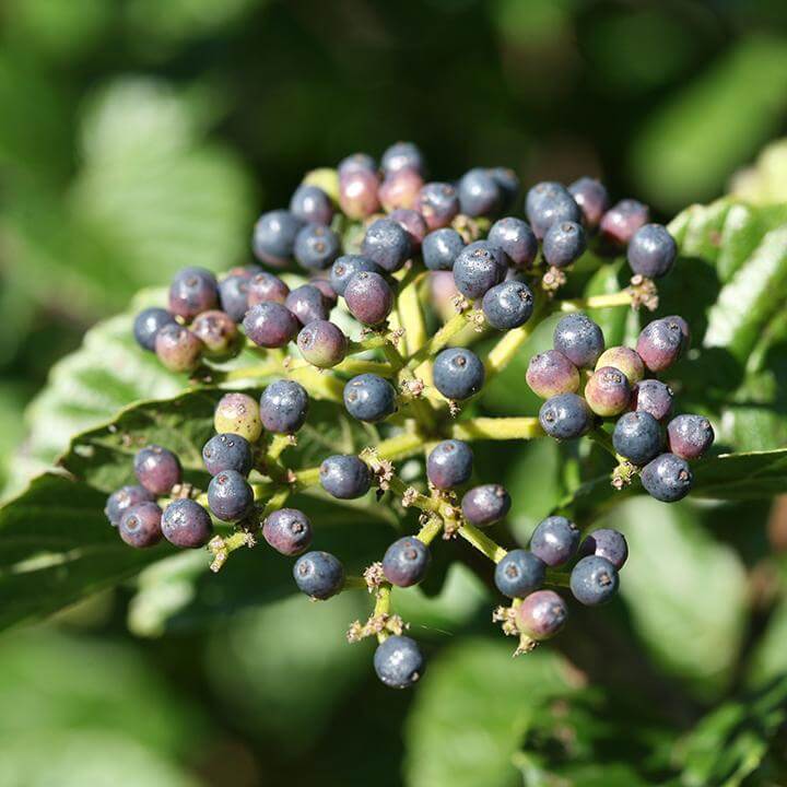 Glitters & Glows™ Viburnum Combination - Image 3
