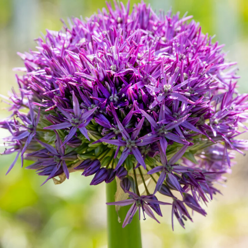 'Globemaster' Giant Allium - Image 3