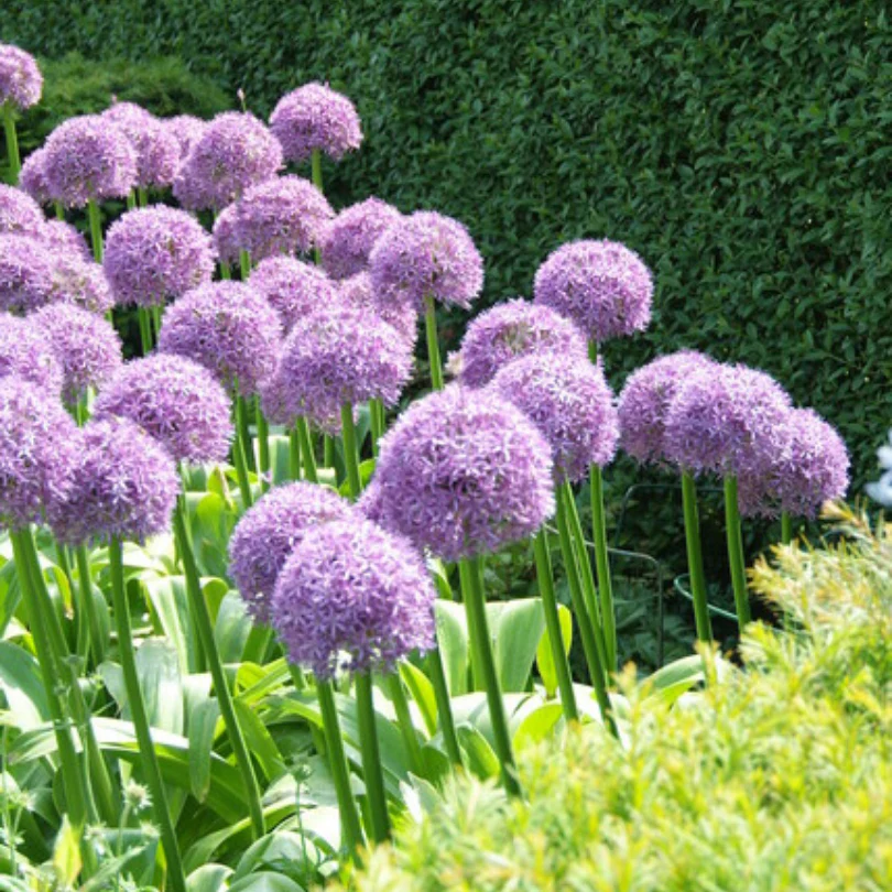 'Globemaster' Giant Allium - Image 4