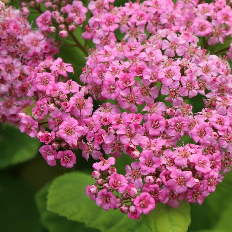 Glow Girl® Pink Birch Leaf Spirea - Image 2