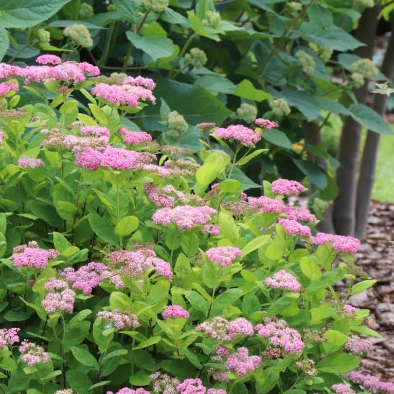 Glow Girl® Pink Birch Leaf Spirea - Image 4