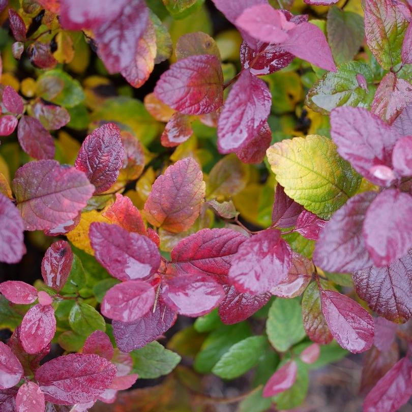 Glow Girl® Pink Birch Leaf Spirea - Image 5