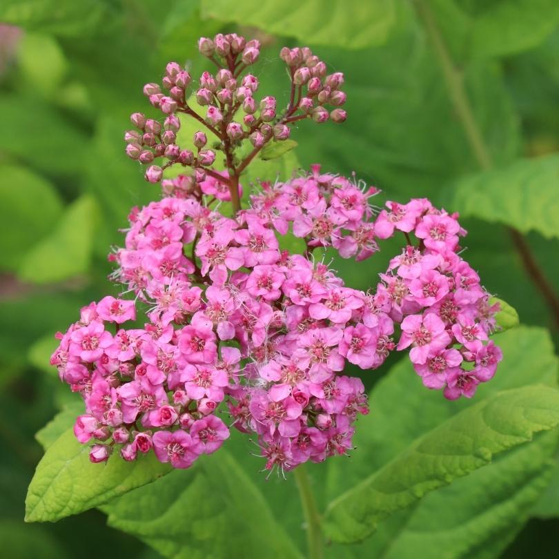 Glow Girl® Pink Birch Leaf Spirea - Image 6