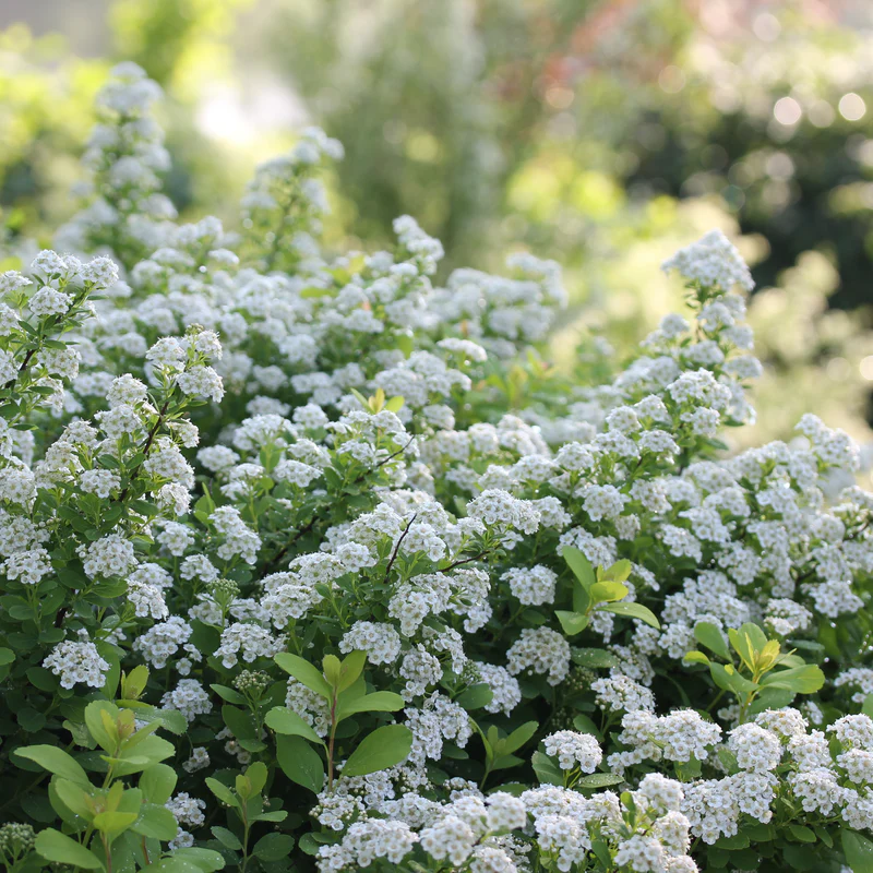 Glow Girl® Birchleaf Spirea - Image 2