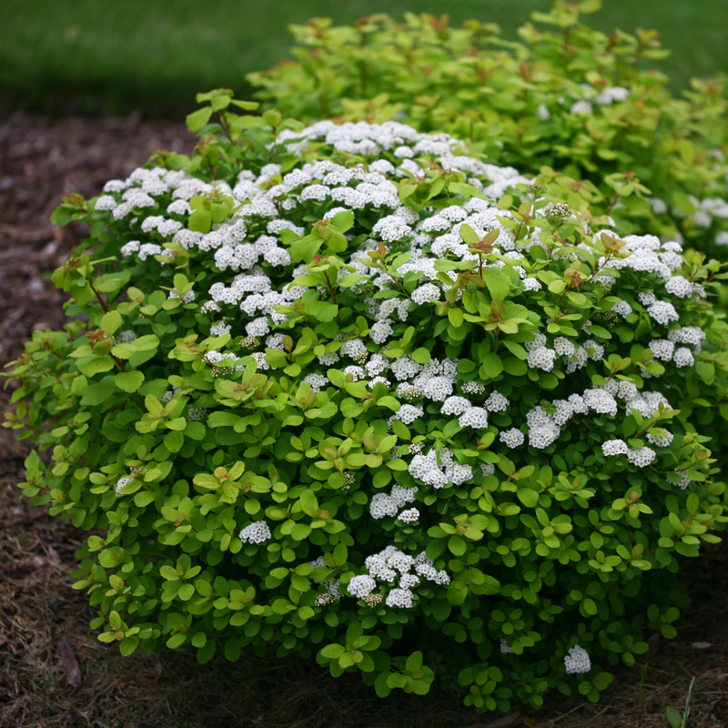 Glow Girl® Birchleaf Spirea - Image 3
