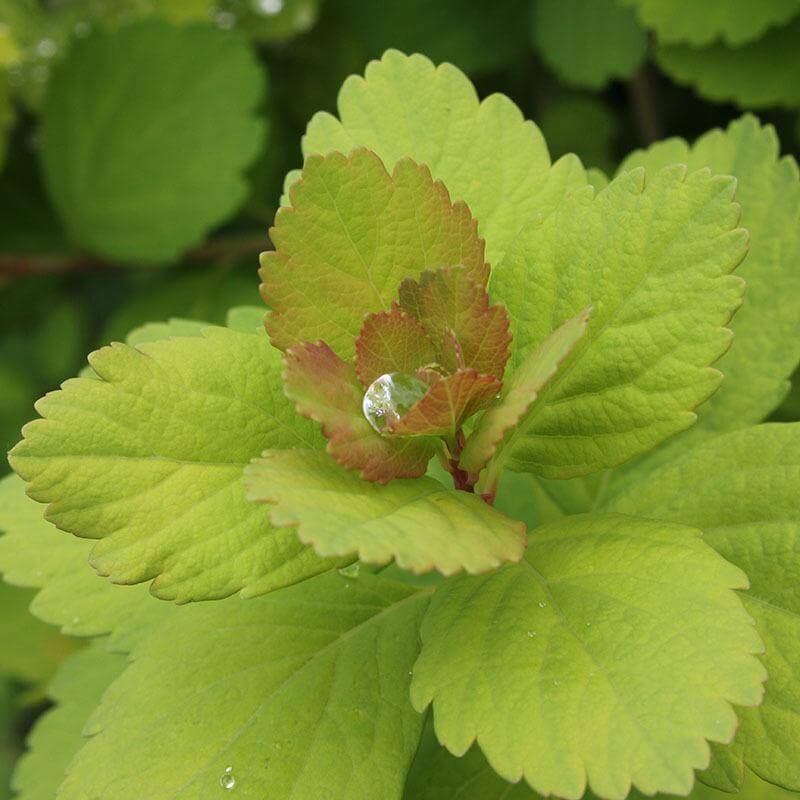 Glow Girl® Birchleaf Spirea - Image 4