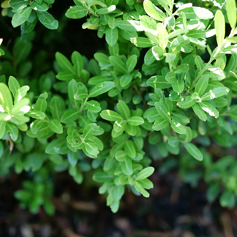 Glow Pop® Japanese Holly (Ilex) - Image 2