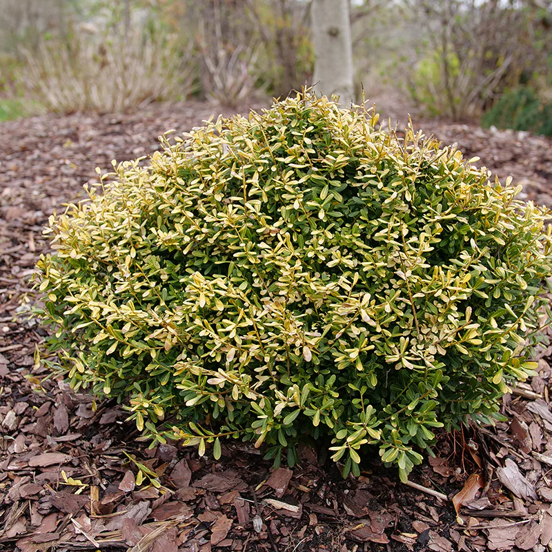 Glow Pop® Japanese Holly (Ilex) - Image 3