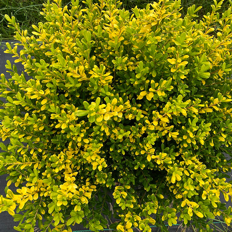 Glow Pop® Japanese Holly (Ilex) - Image 4
