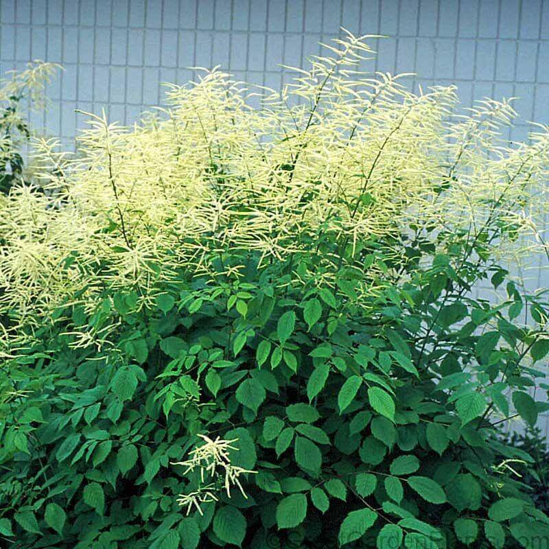 Goatsbeard (Aruncus) - Image 2