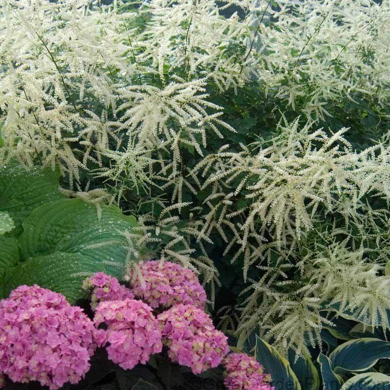 Goatsbeard (Aruncus) - Image 3