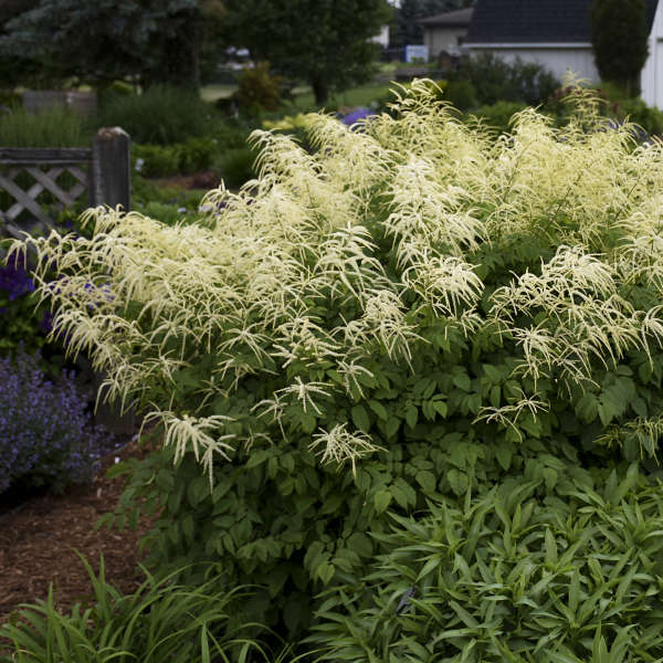 Goatsbeard (Aruncus) - Image 4