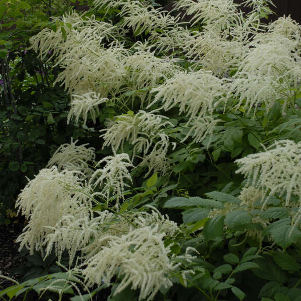 Goatsbeard (Aruncus) - Image 5