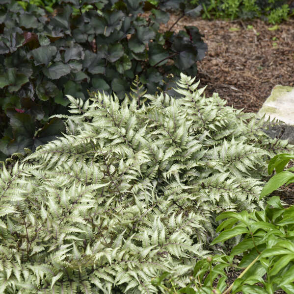 'Godzilla' Giant Japanese Painted Fern (Athyrium)