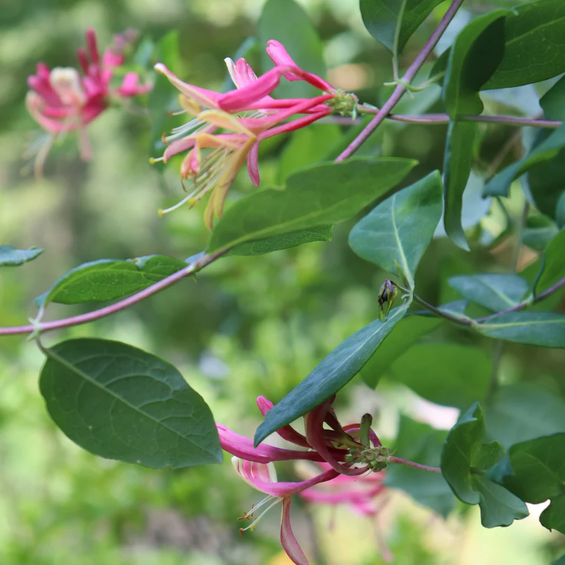 ‘Gold Flame’ Honeysuckle Vine (Lonicera) - Image 3