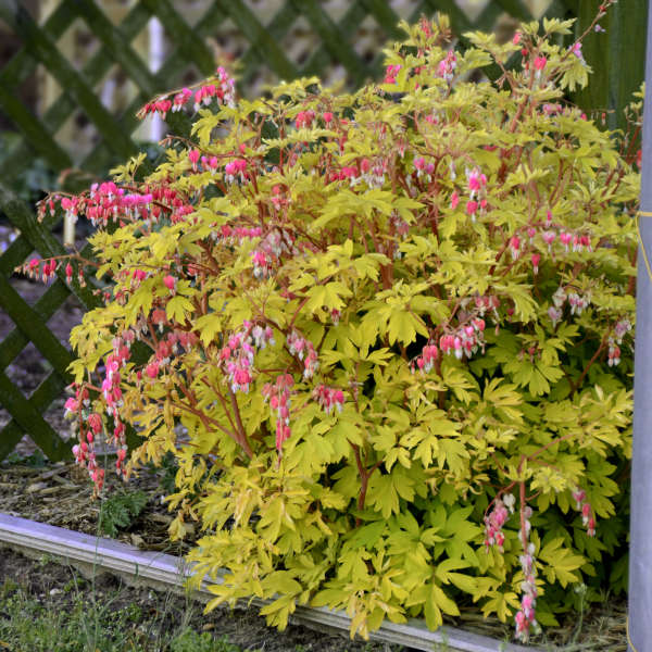 'Gold Heart' Bleeding Heart (Dicentra) - Image 2