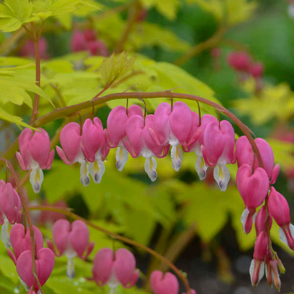 'Gold Heart' Bleeding Heart (Dicentra) - Image 3