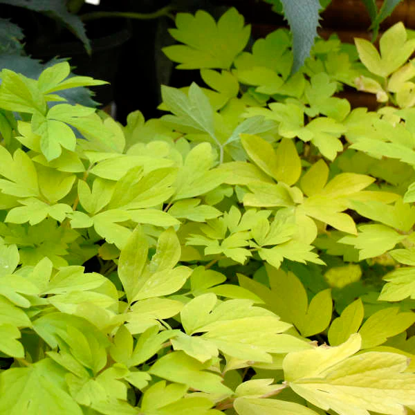 'Gold Heart' Bleeding Heart (Dicentra) - Image 4