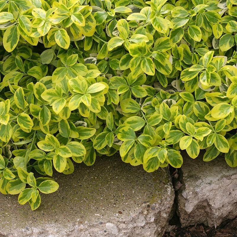 Gold Splash® Wintercreeper (Euonymus) - Image 2