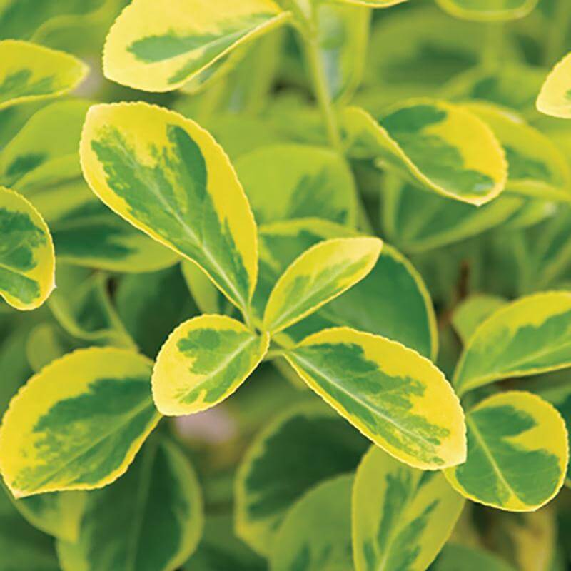 Gold Splash® Wintercreeper (Euonymus) - Image 3