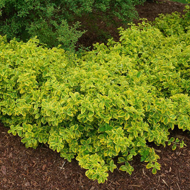 Gold Splash® Wintercreeper (Euonymus) - Image 4