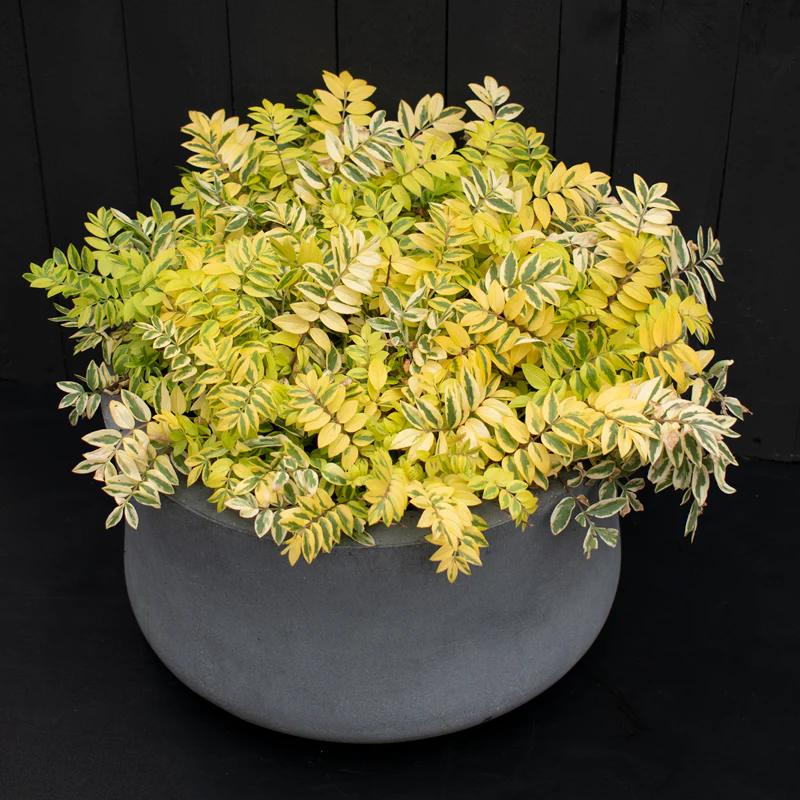 'Golden Feathers' Jacob's Ladder (Polemonium) - Image 2