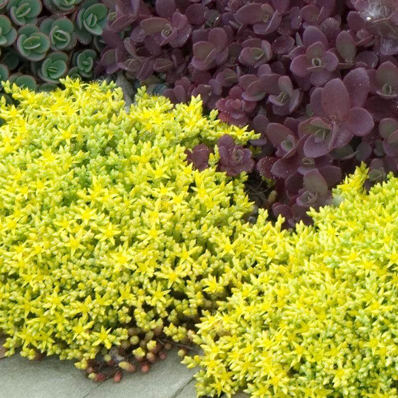 Golden Stonecrop (Sedum) - Image 2