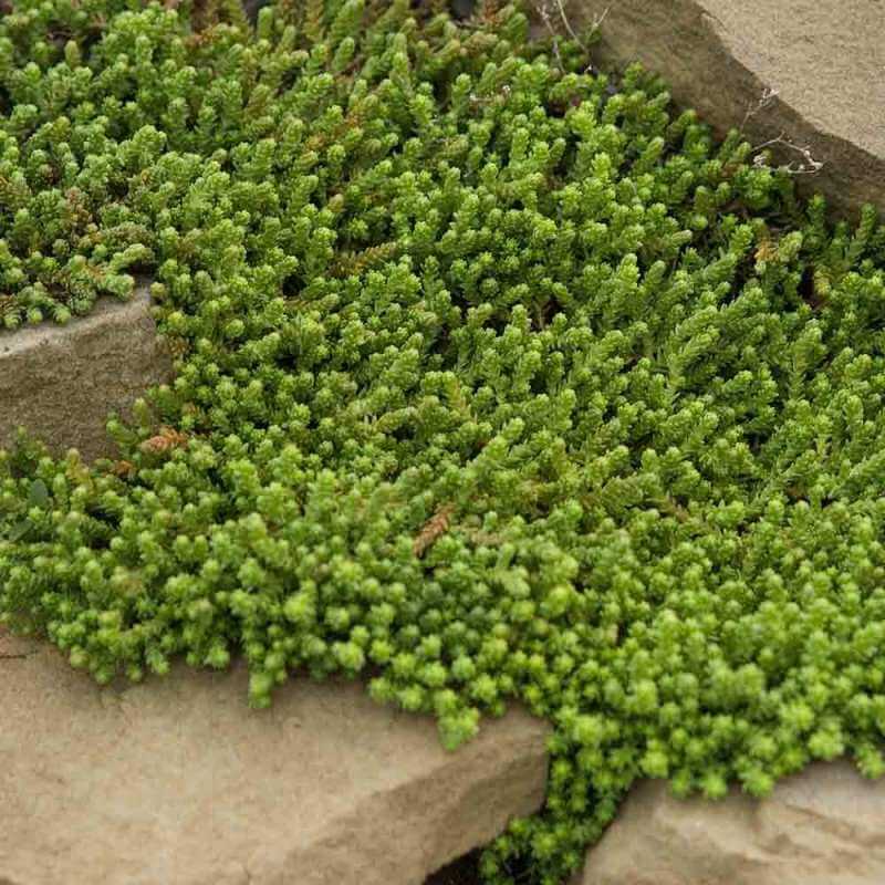 Golden Stonecrop (Sedum) - Image 3