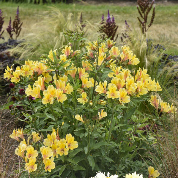 'Golden Tiara' Peruvian Lily (Alstroemeria) - Image 3