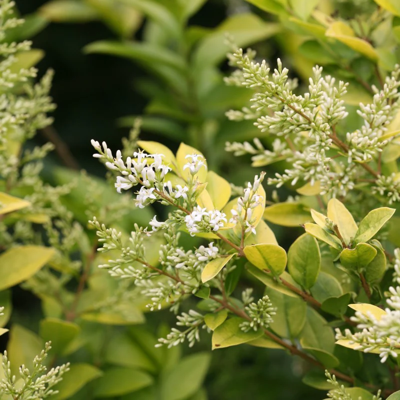 Golden Ticket® Privet (Ligustrum) - Image 2