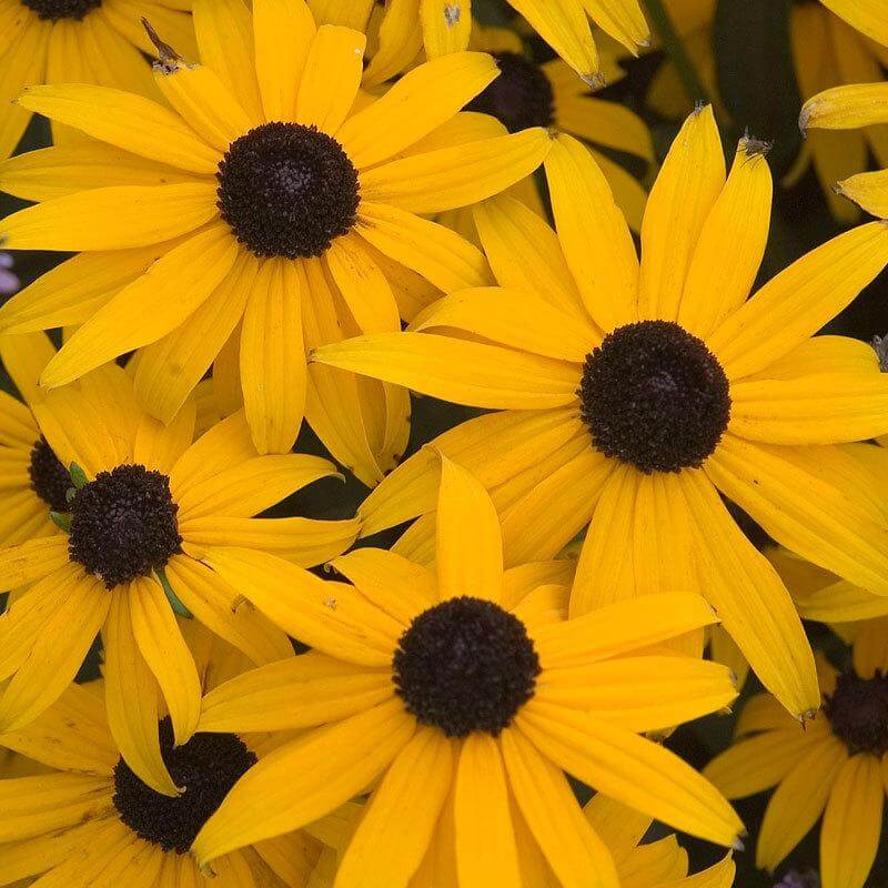 'Goldsturm' Black-Eyed Susan (Rudbeckia) - Image 2