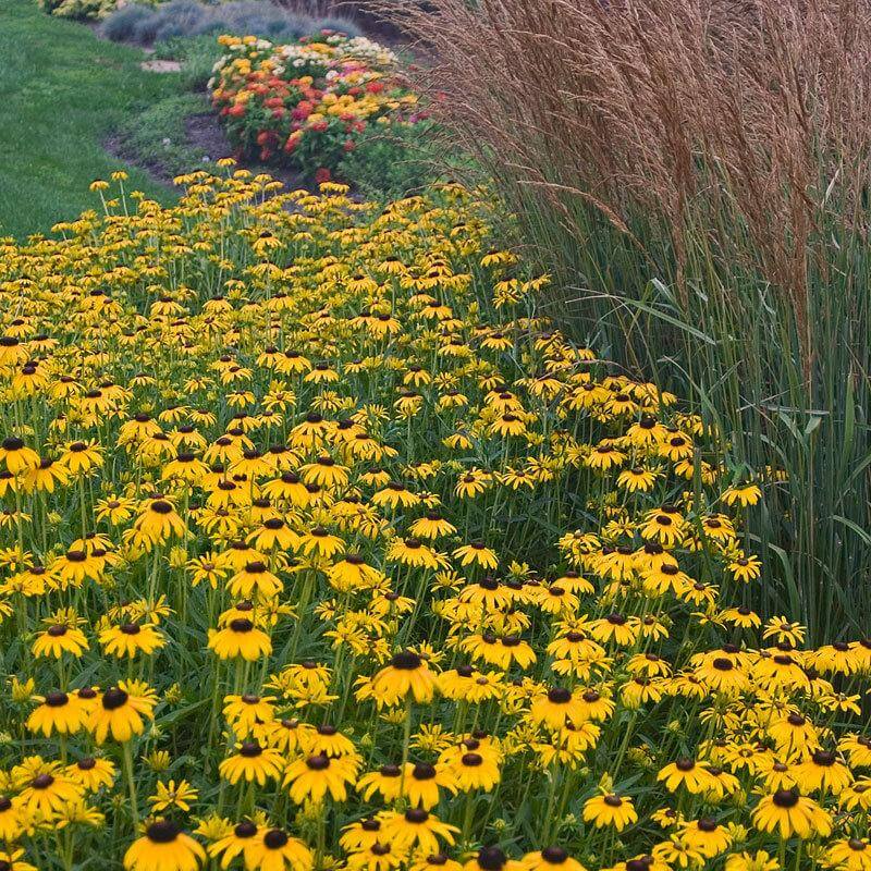 'Goldsturm' Black-Eyed Susan (Rudbeckia) - Image 5